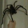 Spida 的头像