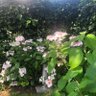 Hanni profil fotoğrafı