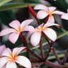 hana .1's profile picture