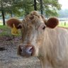 Bitter Beefalo's profile picture