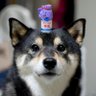 Фото профиля いぬチャーハン