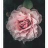 Фото профиля Oscar Winkerfield