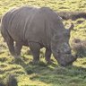 Rhino 的头像
