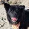 Dillydog's profile picture