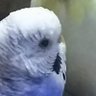 ユキチャン 的头像