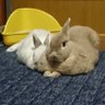 うさぎ兄弟の使用人 profil fotoğrafı