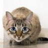 こーたん profil fotoğrafı