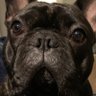 Фото профиля Bork