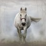 白馬王 ギン profil fotoğrafı