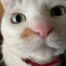 コネコネコネコ profil fotoğrafı