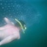 Profilbild von Whaleshark