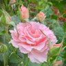 mary rose(キンギョソウ)'s profile picture