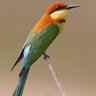 Dodo1 profil fotoğrafı