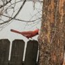 Фото профиля Bebopbirdie