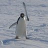 Penguinsrockrgr8's profile picture
