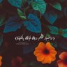 مـَي • 的头像