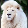 Agu_of_Lagos's profile picture