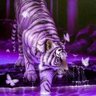 Фото профиля Jomacanne