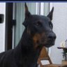 Bulle267 profil fotoğrafı