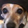 Annette lloyd's profile picture