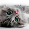 (دوجا)'s profile picture