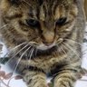 Profilbild von はなこ
