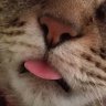 ぶち 的头像