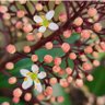 🌸Spring Begins🌸🍥 的头像