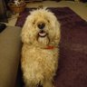 Dennis The Doodle * 的头像