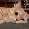 怂 profil fotoğrafı