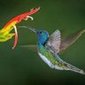 Фото профиля HummingBird
