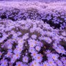 Фото профиля 💮🌺