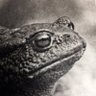 Sapo Revolution's profile picture