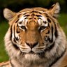 Profilbild von ibragim