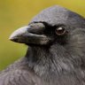 Corvus Corax's profile picture