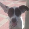 Weslan Lannuier's profile picture