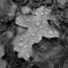 Dragonfire 2014 ❤🇩🇪❤🇮🇱🇺🇦 的头像