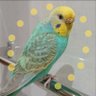 なっちゃん🌿🕊️🌿's profile picture