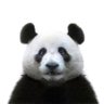 Lunatic Panda's profile picture