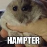 Hampter's profile picture