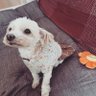 ぽっきぃ profil fotoğrafı