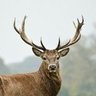 Deer or Rain's profile picture