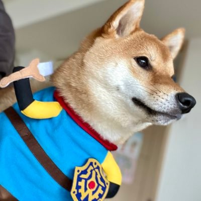 柴犬勇者むぎまる's profile picture