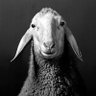 Adaydream's profile picture