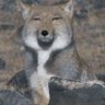 パンダ 的头像