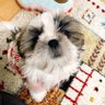 Profilbild von こまち&ミニのんたんのシーズー姉妹🐶🐶お兄ちゃんはポケポケハマり中