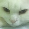Lisztszil's profile picture