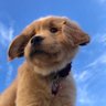 barney rex's profile picture