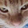 Ovalu profil fotoğrafı