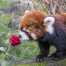 wyliepanda 🌱✨🕊️ profil fotoğrafı